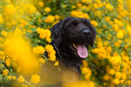 Beautiful black dog posing at yellow bush in blossom, close-up.