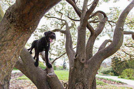 Beautiful black dog posing at spring tree in blossom, close-up.