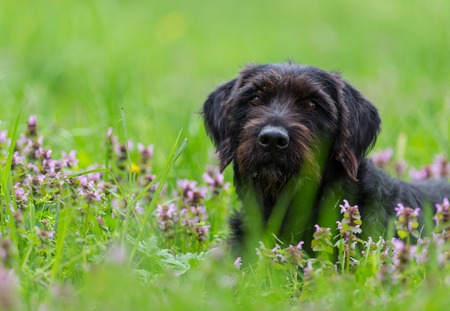 Beautiful black dog posing on spring meadow, close-up.の写真素材