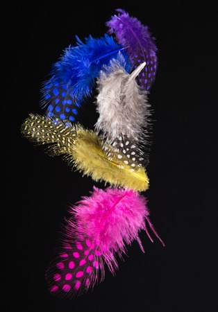 Colored Feathers isolated on black background, close-up.の写真素材