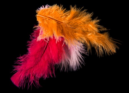 Colored Feathers isolated on black background, close-up.の写真素材