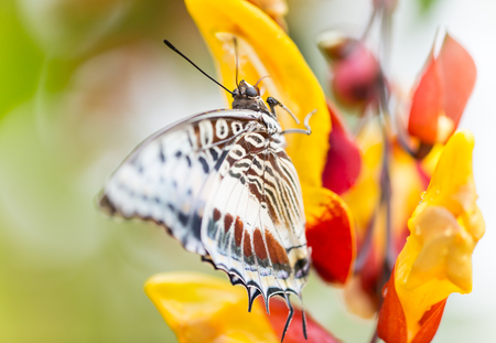 Beautiful Charaxes castor castor perching on thumbergia mysorensis flower. Close-up.