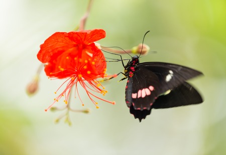 Parides sp. common mormon butterfly on red blossom, close-up.の写真素材