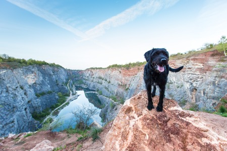 Beautiful mutt black dog on mountain rock with a flooded quarry.の写真素材