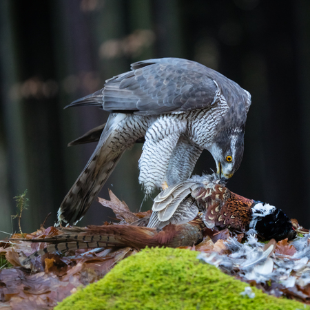 A male Goshawk feeding on pheasant in forest.の写真素材