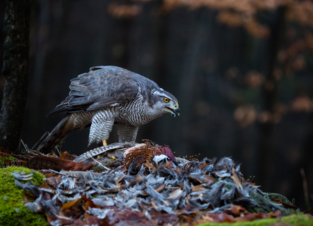 A male Goshawk feeding on pheasant in forest.の写真素材