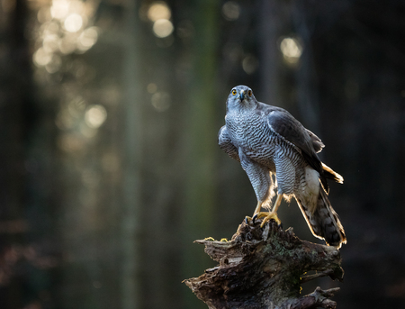 Flying bird Goshawk with blurred orange autumn tree forest, close-up.の写真素材