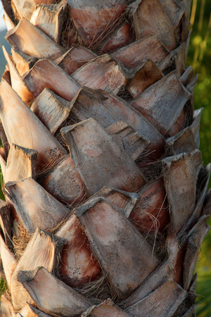 Close up of the bark of a palm tree.の写真素材