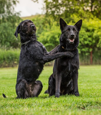 Black dogs posing together on green grass.の写真素材