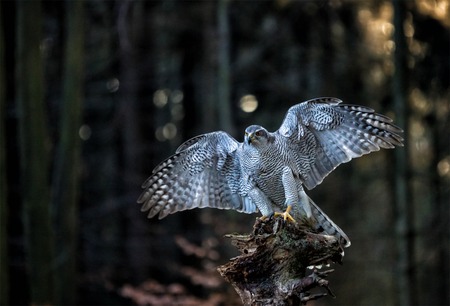 A male Goshawk (Accipiter gentilis) landing on the stump in forest during sunset. Wildlife photo.の写真素材