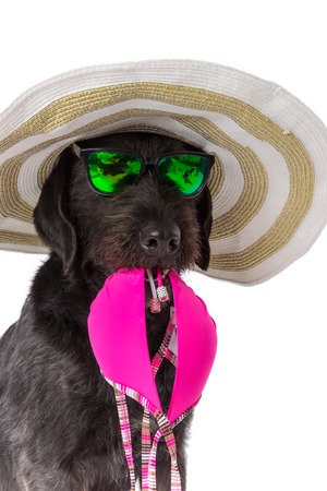 Funny summer black dog with summer accessories. Funny summer concept.の写真素材