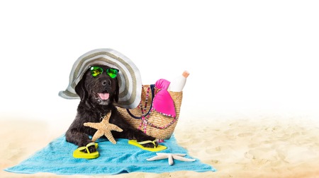 Funny summer black dog with summer accessories. Funny summer concept.の写真素材