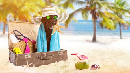 Funny summer black dog with summer accessories. Funny summer concept.の写真素材