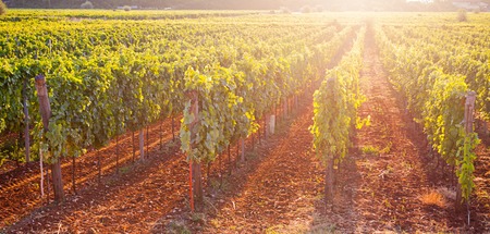 Whites grapes (Pinot Blanc) in the vineyard, Croatia.の写真素材