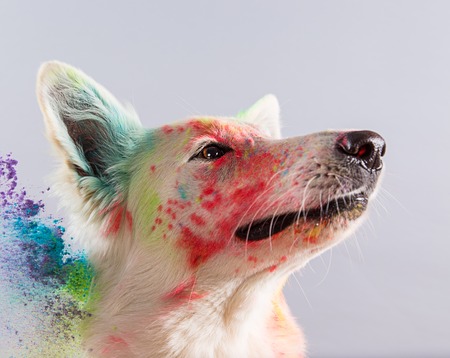 The White Swiss Shepherd dog in a studio covered with color powder.の写真素材