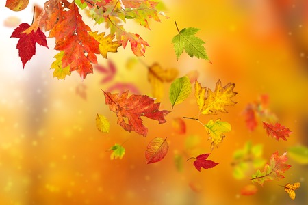 Beautiful autumn background with color leavesの写真素材