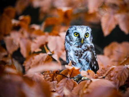 Boreal owl in the orange larch autumn tree, close-up.の写真素材