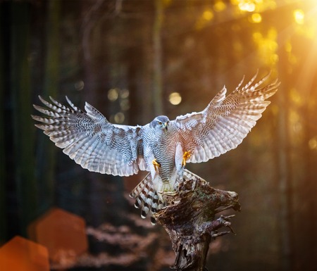 A male Goshawk (Accipiter gentilis) landing on the stump in forest during sunset. Wildlife photo.の写真素材