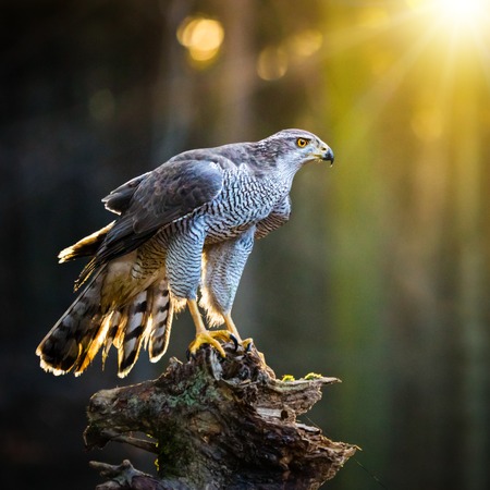 goshawk is sitting on the tree stump, close-up.の写真素材