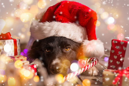 Border collie in santa outfit and christmas giftsの写真素材