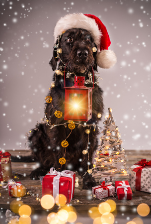 Black dog in santa outfit and christmas giftsの写真素材