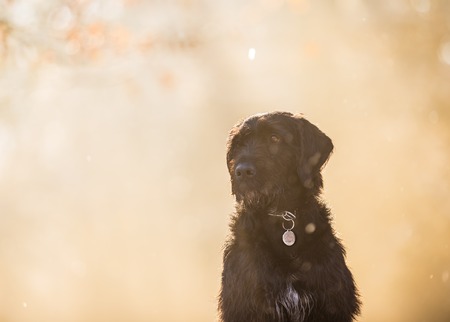 Black dog sitting in autumn forest covered with snow.