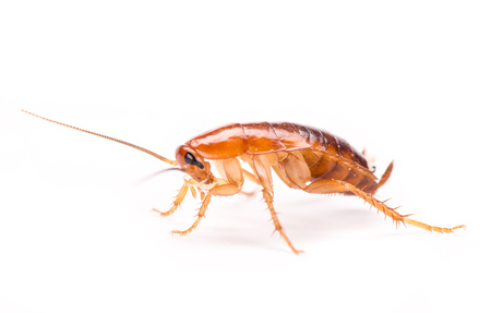 Cockroaches isolated on white background, macro photo.
