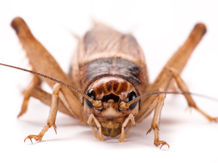 Field Cricket (Gryllus) isolated on white background, macro photo.