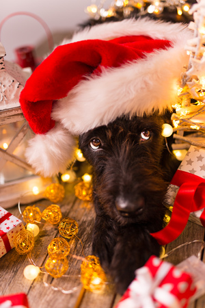 Black dog in santa outfit and christmas giftsの写真素材