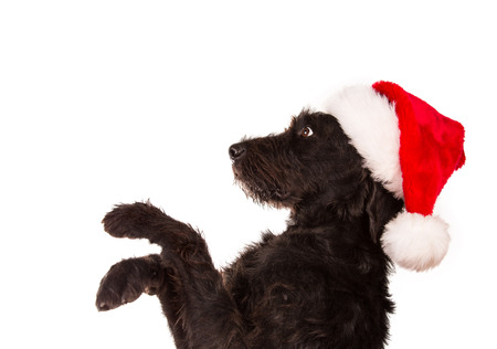 Black dog in santa outfit and christmas gifts