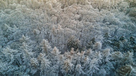 Snowy winter forest with a birds eye viewの写真素材