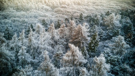 Snowy winter forest with a birds eye viewの写真素材