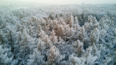 Snowy winter forest with a birds eye viewの写真素材