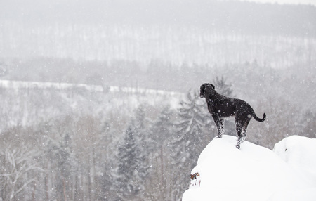 Black mutt dog outside in winter snow.の写真素材