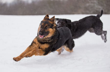 Adorable dogs playing outside in winter snow.の写真素材