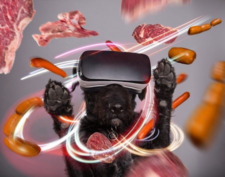 Black dog immersed in virtual realityの写真素材