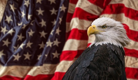 American Bald Eagle with Flag.の写真素材