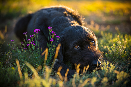 Cute black mutt dog on spring meadow.の写真素材