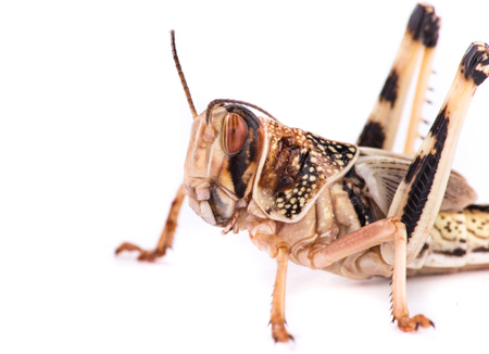 Desert locust on white backgroundの写真素材