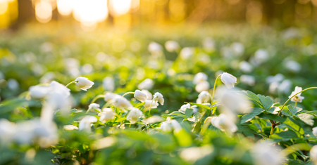 Beautiful wood anemone flowers in forest during sunrise.