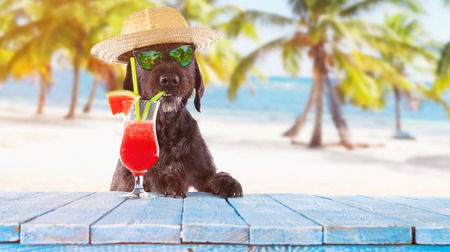 Black mutt dog posing with colorful cocktail.の写真素材