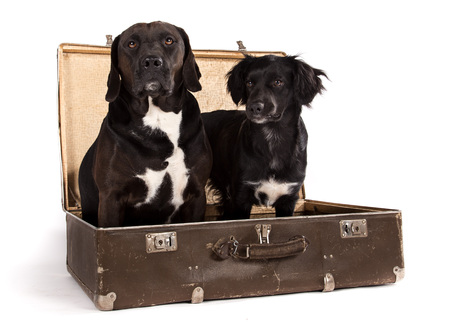 Black dogs posed in old vintage suitcase in studio.の写真素材
