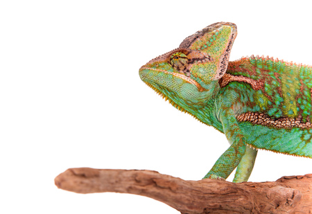 Veiled chameleon (chamaeleo calyptratus) close-up.の写真素材