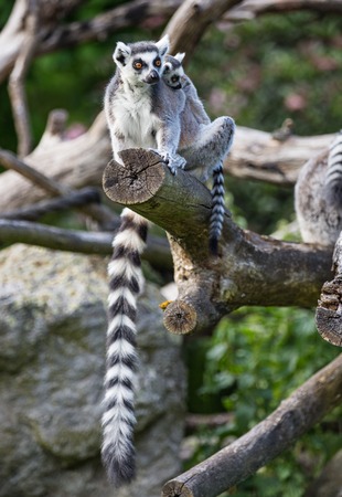 Tailed lemurs (Lemur catta) sitting on a branchの写真素材