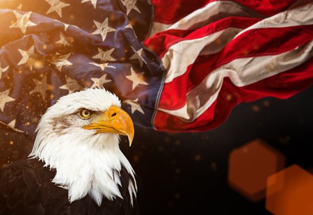 Bald Eagle with American flag