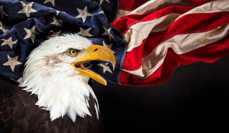 Bald Eagle with American flagの写真素材