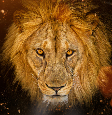 Portrait of a male African lionの写真素材