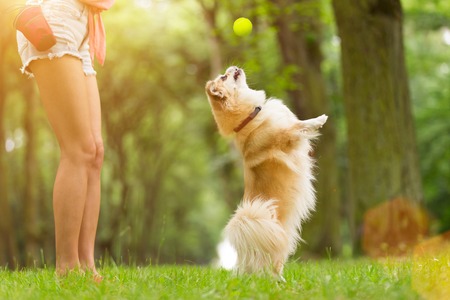 Young woman with her dog tibetian spaniel playing outdoor during summer day.の写真素材