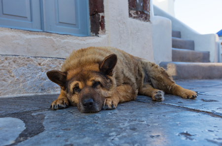 Homeless shaggy dog lying at the entrance to the shop on the street in Oia. Santorini (Thira) island, Greece, Europe.の写真素材