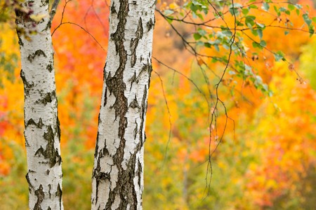 Autumn birch trees with colorful backgroundの写真素材